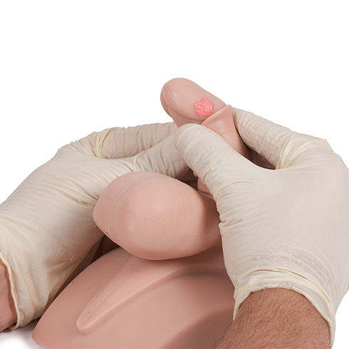 Clinical_Male_Pelvic_Trainer__CMPT__Mk_2_-_Advanced_Hands_on_Mod_3_60951_490x490_72_RGB.jpg Clinical_Male_Pelvic_Trainer__CMPT__Mk_2_-_Advanced_Hands_on_Mod_3_60951_490x490_72_RGB.jpg