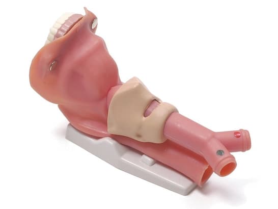 Airway demonstration model