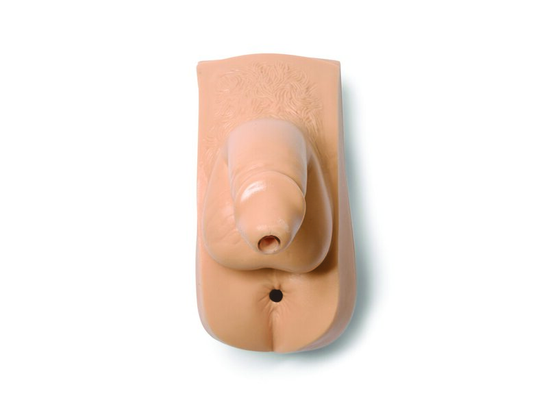 Organes génitaux, homme adulte