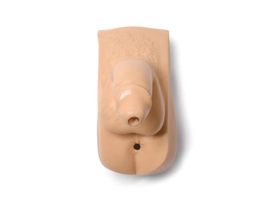 Male Genitalia, Adult Light