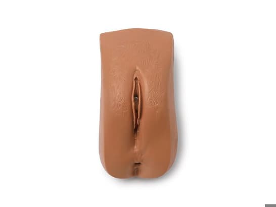 Female Genitalia, Adult Medium