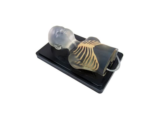 Pediatric Cardiac model Transparent