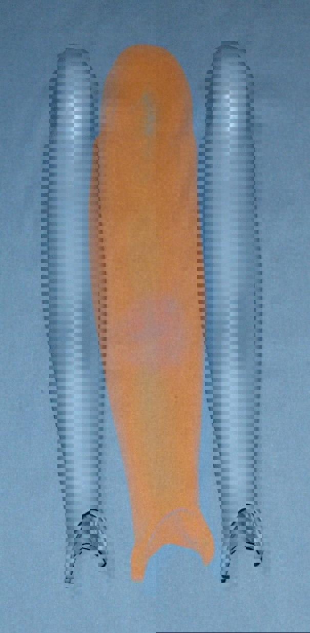 Leg Assy, Lower-Right W/Fracture