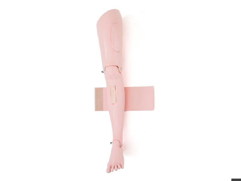 Adult Leg, Left with IO Light