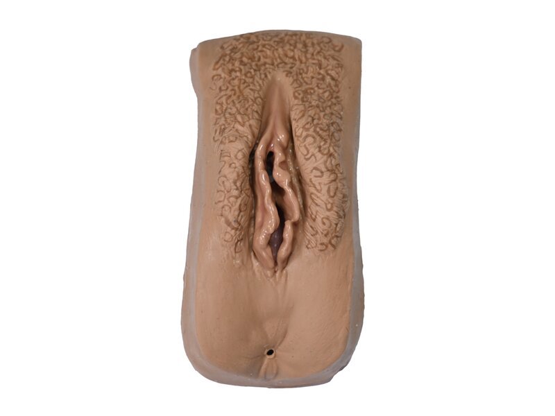 Female Genitalia Medium