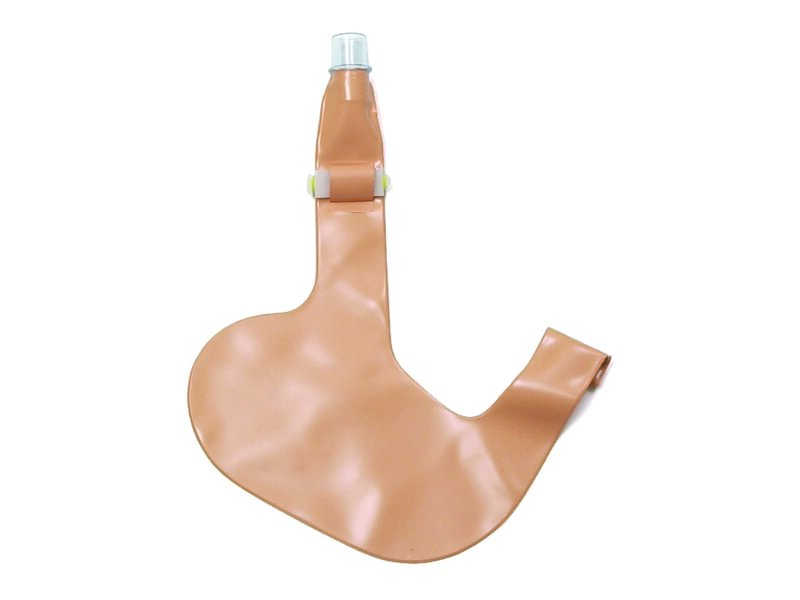 Stomach, Complete, Airway Management Trainer