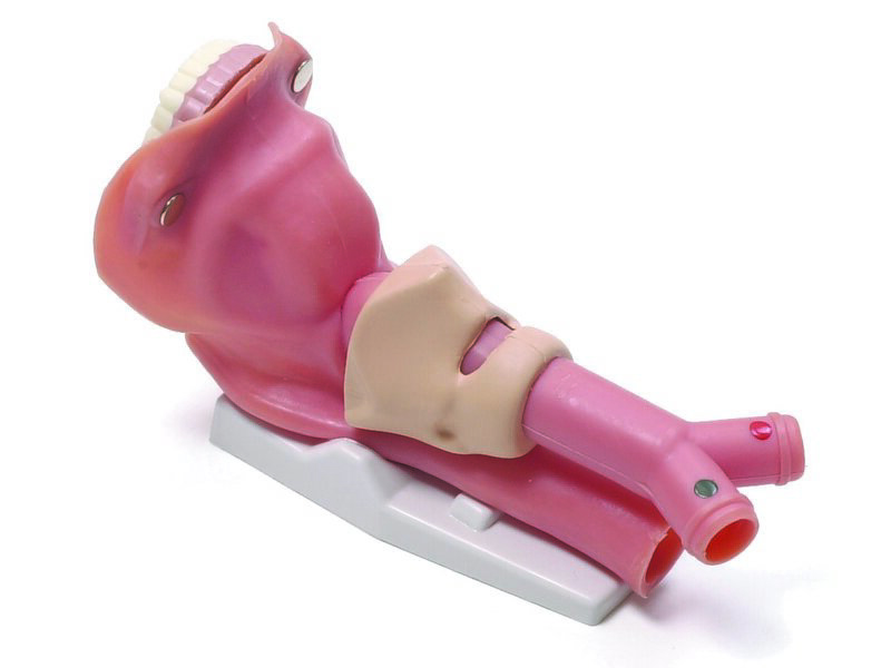 Airway demonstration model