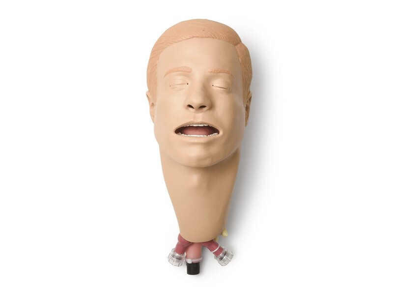 ADULT MALE INTUB HEAD NO LUNGS-STD