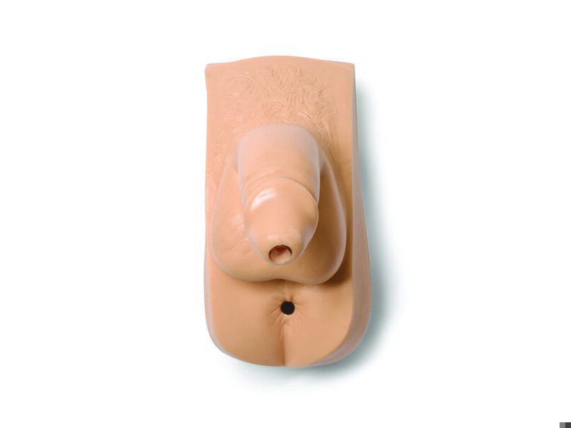 Male Genitalia, Adult Light