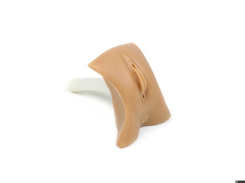 Female Genitalia (Med) Nursing Anne Simulator