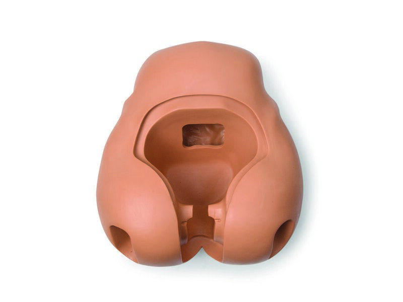 Adult Female Pelvis, No Bridge Medium