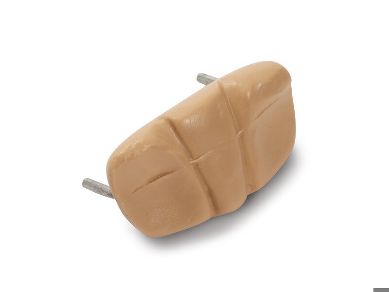 Symphisis Pubic; Fundus Module