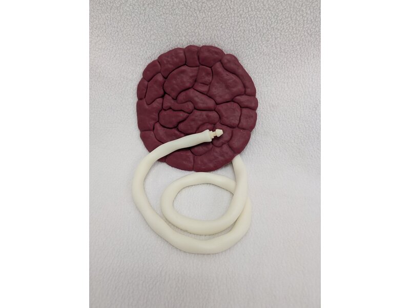 Placenta and Umbilical MamaAnne | Laerdal Medical