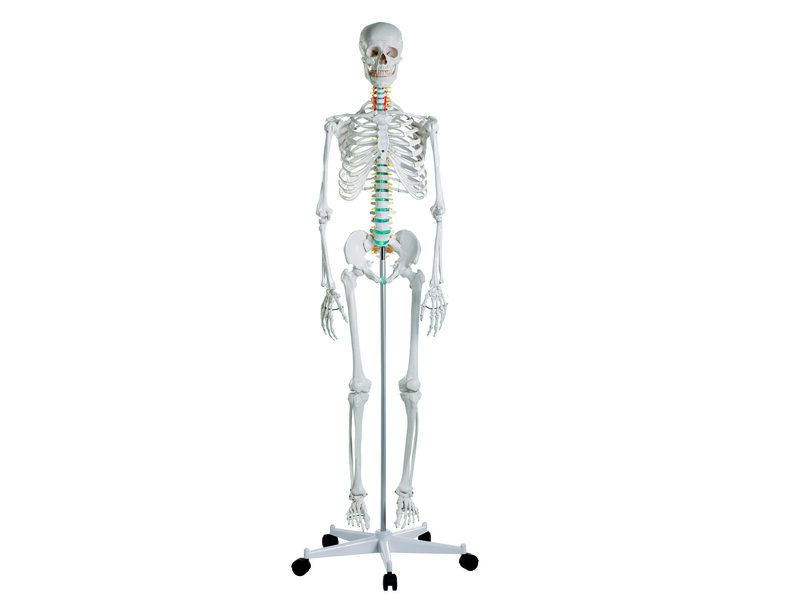 Didactic Skeleton Oscar