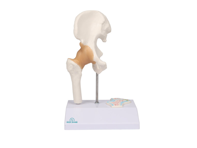 Miniature Hip Joint