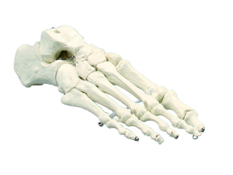 Foot Skeleton