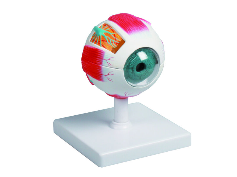 Eye 4x Life Size