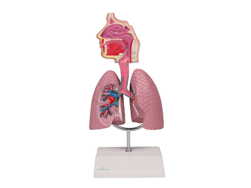 Système respiratoire humain 