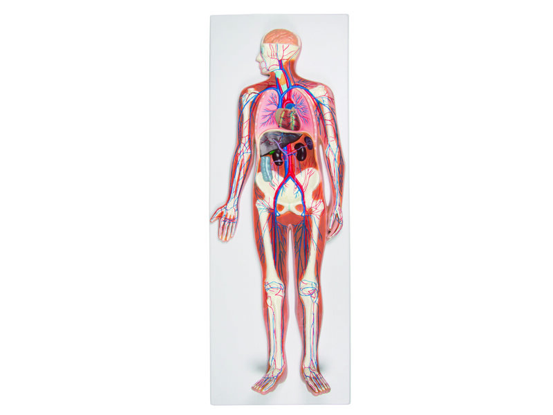 Circulatory System