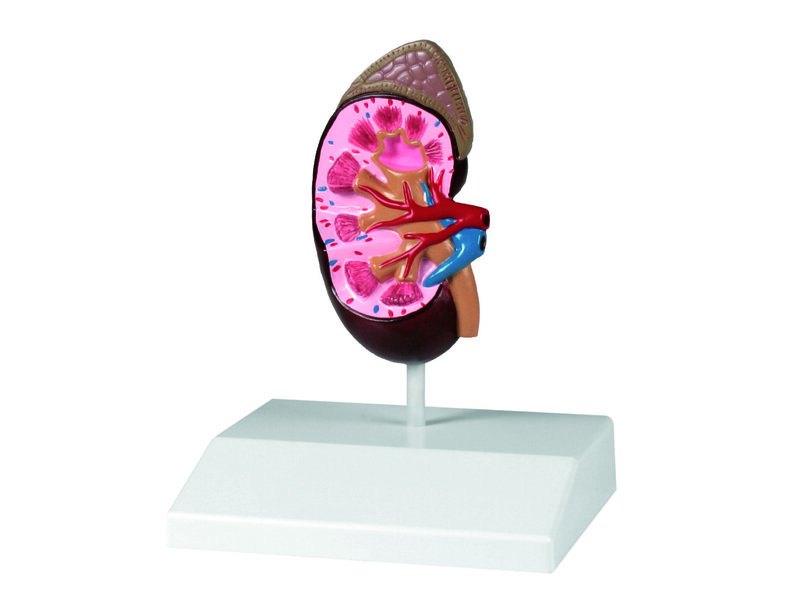 Kidney Life Size