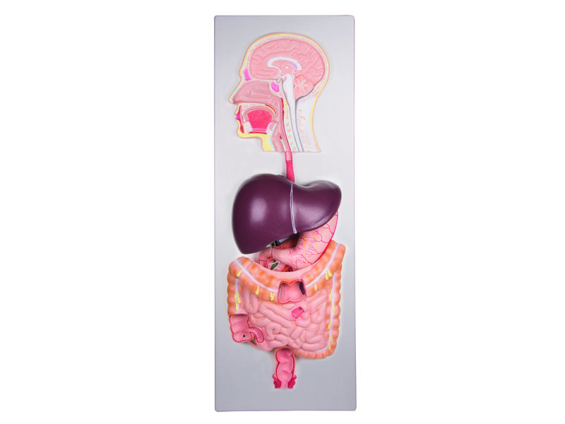 Human Digestive System