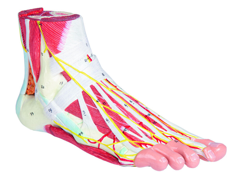 Foot Anatomy 9 parts