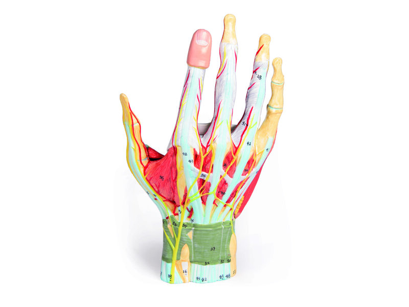 Hand Regional Anatomy