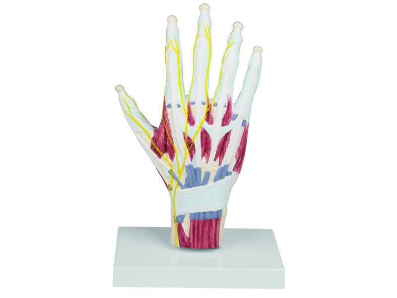 Hand Anatomy Structure
