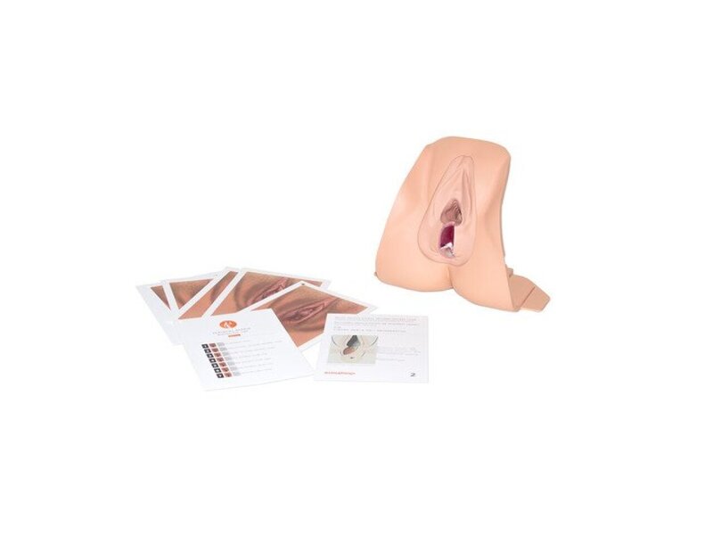 Anal Sphincter Repair LT Trainer