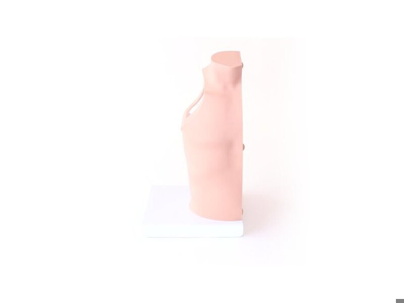 Shoulder Torso