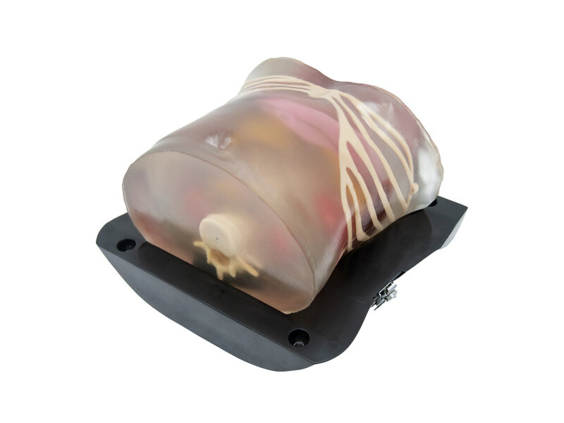 Modelo ecografia abdominal transparente 