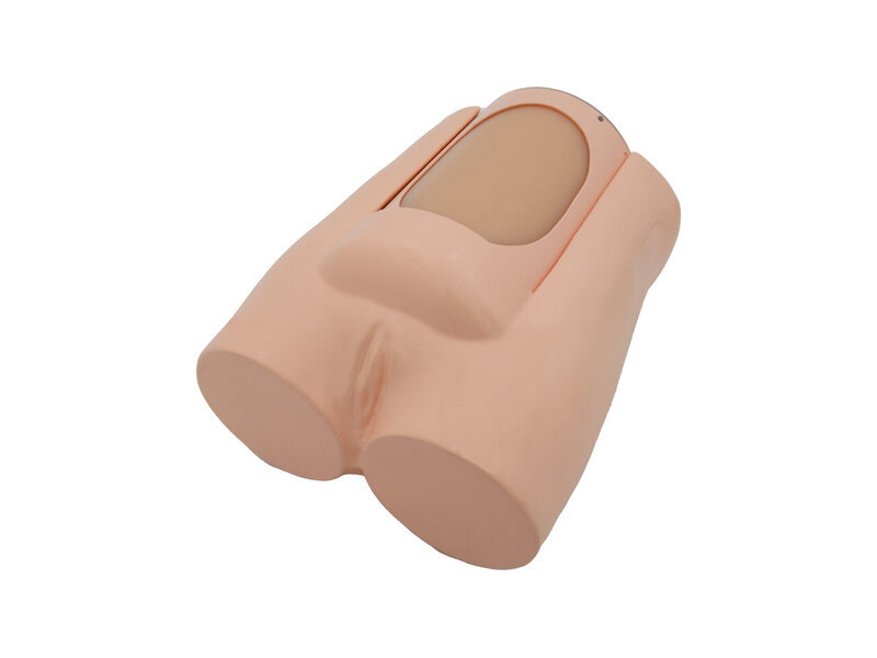 Mid-term Pregnancy Fetal Ultrasound Screening Model (24 weeks of pregnancy, Skin colored)