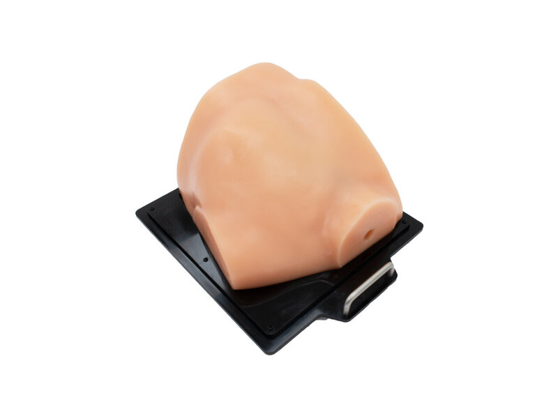 Cardiac Examination Ultrasound Model (Skin colored)