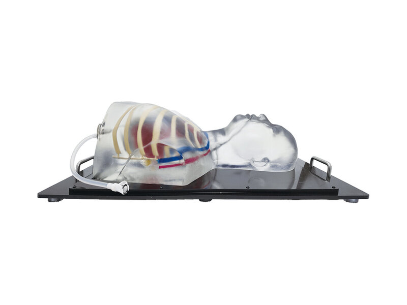 Cardiac Ultrasound And Pericardiocentesis Model (Transparent)