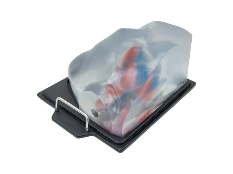Cardiac Examination Ultrasound Model (Without Pathologies, Transparent)