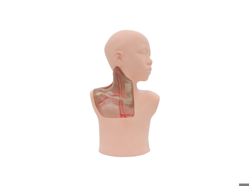 Pediatric CVC Ultrasound Model (Transparent, Auto pump)