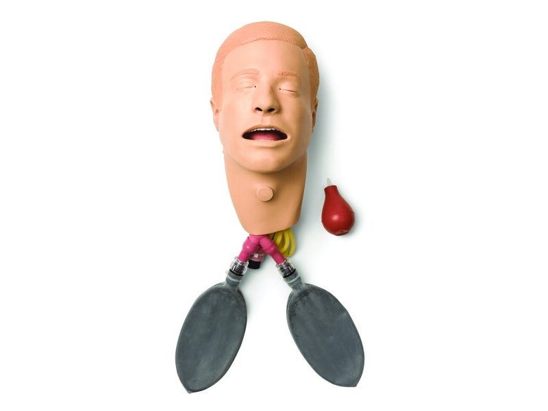 Adult Male Head Assembly; intubation with Lung
